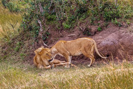 Two lion. Loving couple. Lions in the savannah. Masai Mara, Kenyaの写真素材