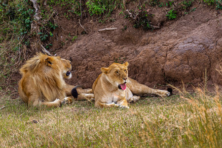 Two lion. Loving couple. Lions in the savannah. Masai Mara, Kenya