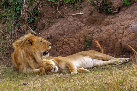 Lion and lioness in Maasai Mara National Park, Kenyaの写真素材