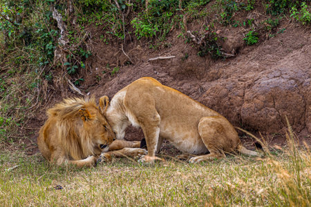 Two lion. Loving couple. Lions in the savannah. Masai Mara, Kenyaの写真素材