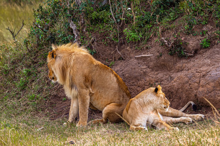 Two lions in the savannah. Masai Mara, Kenya