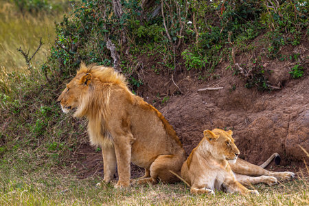 Two lion. Loving couple. Lions in the savannah. Masai Mara, Kenyaの写真素材
