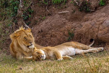Lion and lioness in Maasai Mara National Park, Kenyaの写真素材