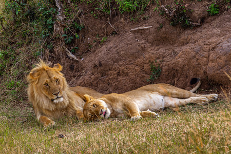 Lion and lioness in Masai Mara National Park in Kenyaの写真素材