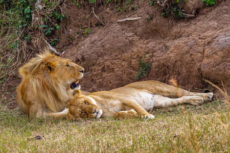 Two lions. Lions in the savannah. Masai Mara, Kenyaの写真素材