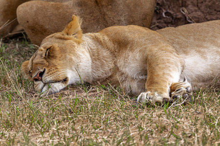 Lioness lies on the grass. The head of a large sleeping lionessの写真素材