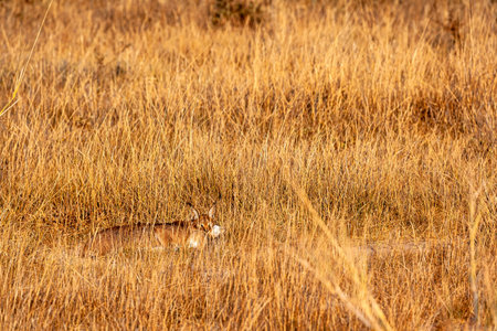 A very rare predator: a caracal caught a rabbit. Amboseli, Kenya