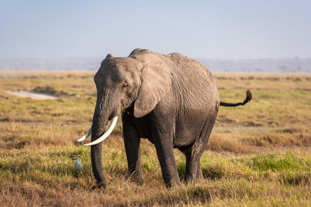 Portrait of an elephant from Amboseli. Kenya, Africaの写真素材