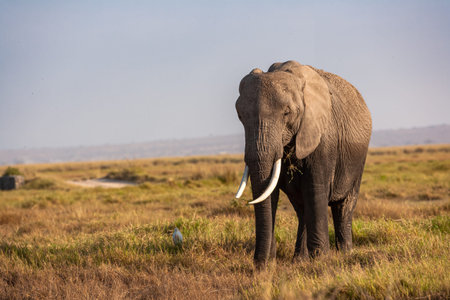 Portrait of an elephant from Amboseli. Kenya, Africa