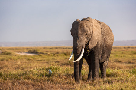 Elephant in Amboseli National Park, Kenya, Africa.の写真素材