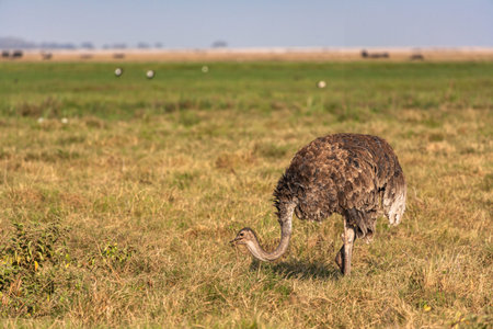 Ostrich in the savanna of Amboseli, Kenyaの写真素材