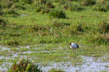 Ibis. A bird is looking for food on a swamp.の写真素材