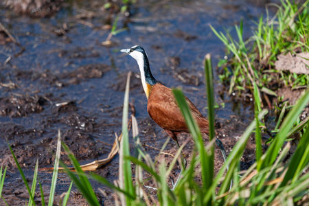 African Jacana on the swamp. Amboseli, Kenya.の写真素材