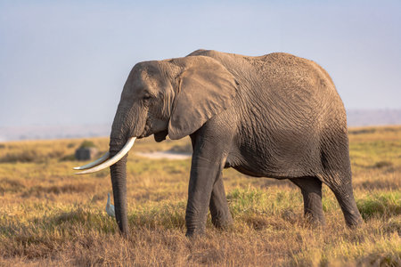 Portrait of an elephant from Amboseli. Kenya, Africaの写真素材