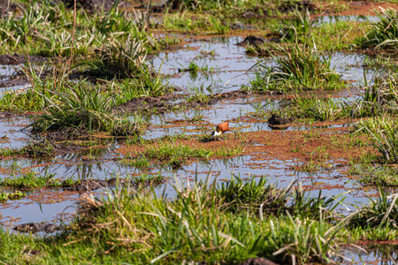African Jacana on the swamp. Amboseli, Kenya.の写真素材