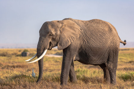 Portrait of an elephant from Amboseli. Kenya, Africaの写真素材