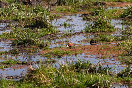African Jacana on the swamp. Amboseli, Kenya.の写真素材