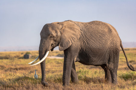 Portrait of an elephant from Amboseli. Kenya, Africaの写真素材