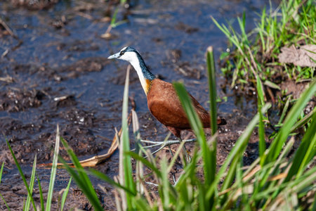 African Jacana on the swamp. Amboseli, Kenya.の写真素材