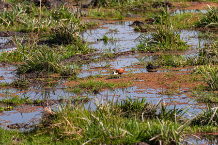African Jacana on the swamp. Amboseli, Kenya.の写真素材
