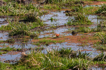 African Jacana on the swamp. Amboseli, Kenya.の写真素材
