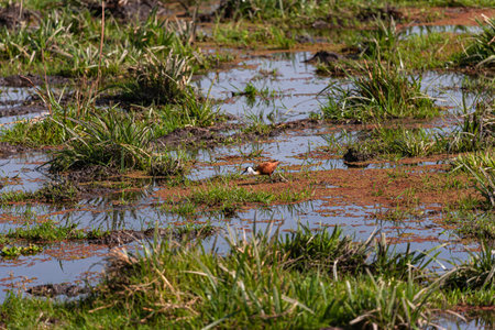 African Jacana on the swamp. Amboseli, Kenya.の写真素材