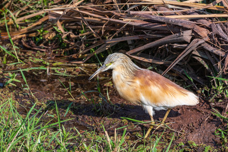 Common Squacco Heron. A bird is looking for food on a swamp. Amboseli, Kenyaの写真素材