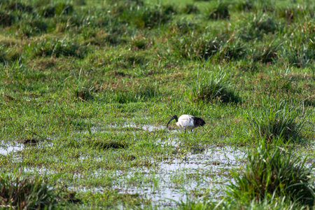 Ibis. A bird is looking for food on a swamp. Amboseli, Kenyaの写真素材