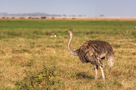 Dancing ostrich. Savanna of Amboseli, Kenyaの写真素材