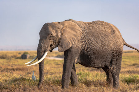 Elephant in Amboseli National Park, Kenya, Africa.の写真素材