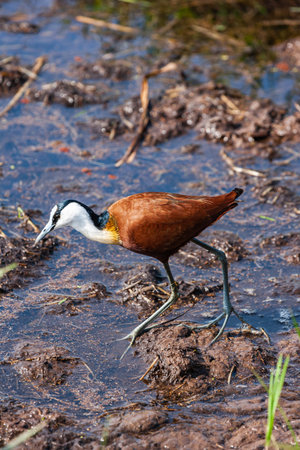 African Jacana on the swamp. Amboseli, Kenya.の写真素材