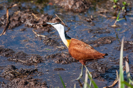 African Jacana on the swamp. Amboseli, Kenya.の写真素材