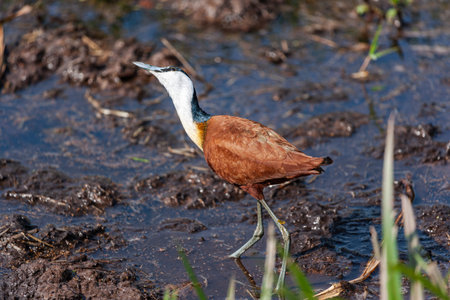 African Jacana on the swamp. Amboseli, Kenya.
