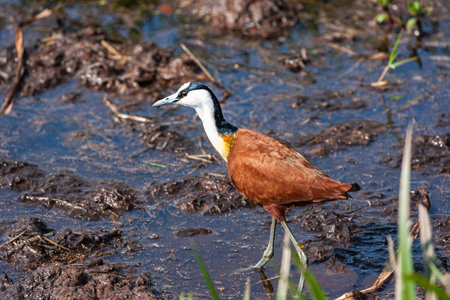 African Jacana on the swamp. Amboseli, Kenya.