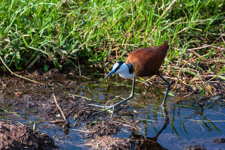 African Jacana on the swamp. Amboseli, Kenya.の写真素材