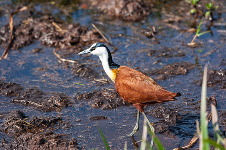 African Jacana (Rhinocorax africanus) on the swamp. Amboseli, Kenya.の写真素材