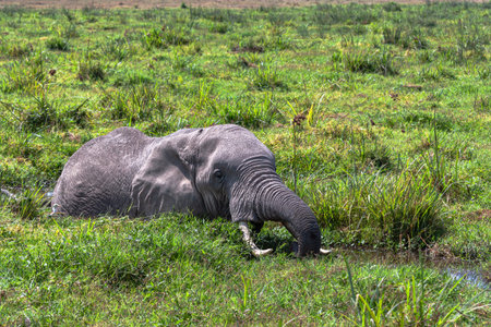 Large African elephant resting in the swamp. Amboseli, Kenyaの写真素材