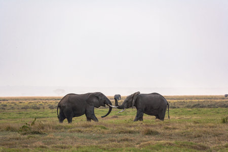 A meeting between two elephants in the Amboseli wilderness. Kenya, Africa.の写真素材