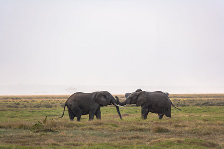 A meeting between two elephants in the Amboseli wilderness. Kenya, Africa.の写真素材