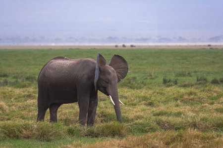 Portrait of an elephant on a savannah background. Amboseli. Kenya, Africaの写真素材