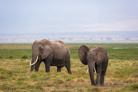 Elephants in Amboseli National Park, Kenya, Africaの写真素材