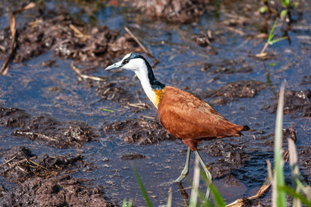 African Jacana on the swamp. Amboseli, Kenya.の写真素材