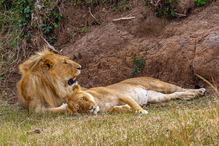 Lion and lioness in Masai Mara National Park, Kenyaの写真素材