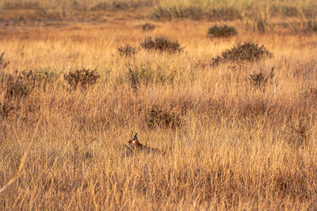 A very rare predator: a caracal caught a rabbit. Amboseli, Kenyaの写真素材
