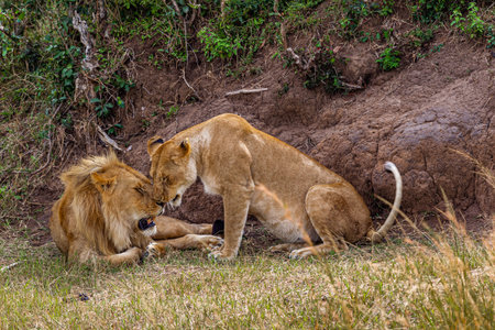 Two lion. Loving couple. Lions in the savannah. Masai Mara, Kenyaの写真素材