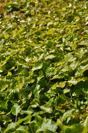 Thickets of bright green shrubby foliageの写真素材
