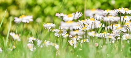 bush daisies in green grassの写真素材