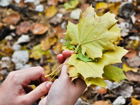 autumn maple leaves in women hands