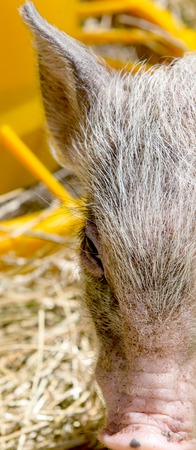 the young boars eating hay in a corralの写真素材