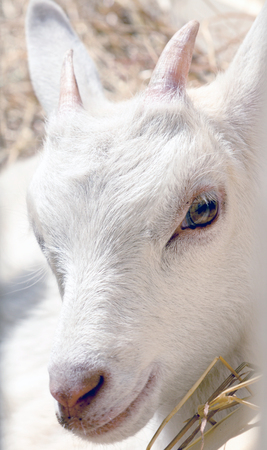 young goat eating hay in a corralの写真素材